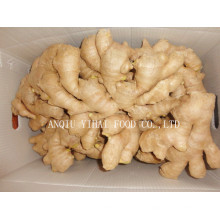 Versorgung Air Dry Ginger Big Menge